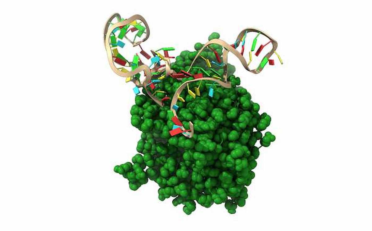 Covid, quasi fantascienza, per bloccare l’ingresso del coronavirus nelle cellule un aptamero, acido nucleico scoperto 30 anni fa.