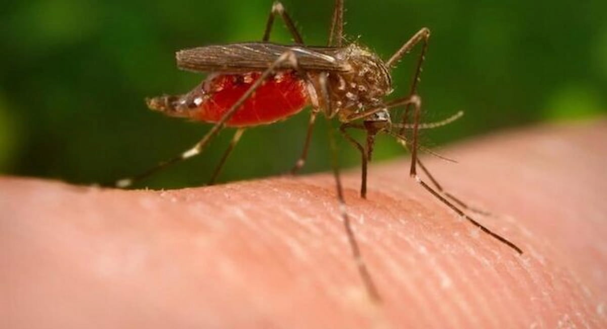 Dengue e zanzare, allarme in Italia; covid a quota 44 mila, nove volte più che in agoato; un we a 32 gradi, pensioni a rischio per gli adeguamenti